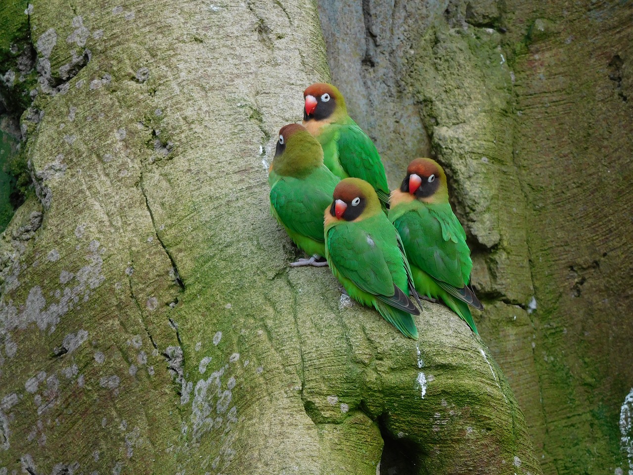 Agapornis – popularna rasa papug występująca w wielu odmianach kolorystycznych