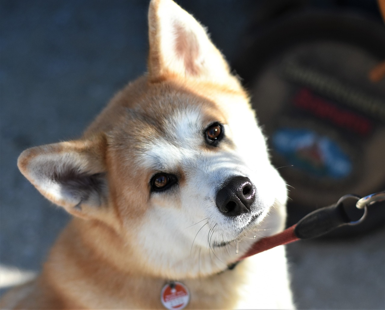 Akita Inu – uroczy i lojalny pies z dalekiego wschodu