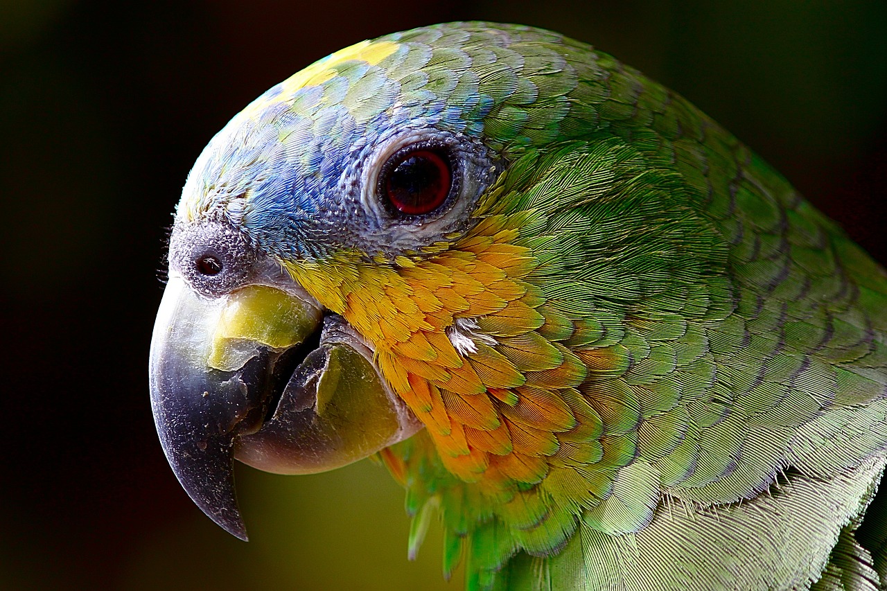 Amazonka żółtoczuba – rasa papug charakteryzująca się jaskrawymi kolorami i głośnym śpiewem