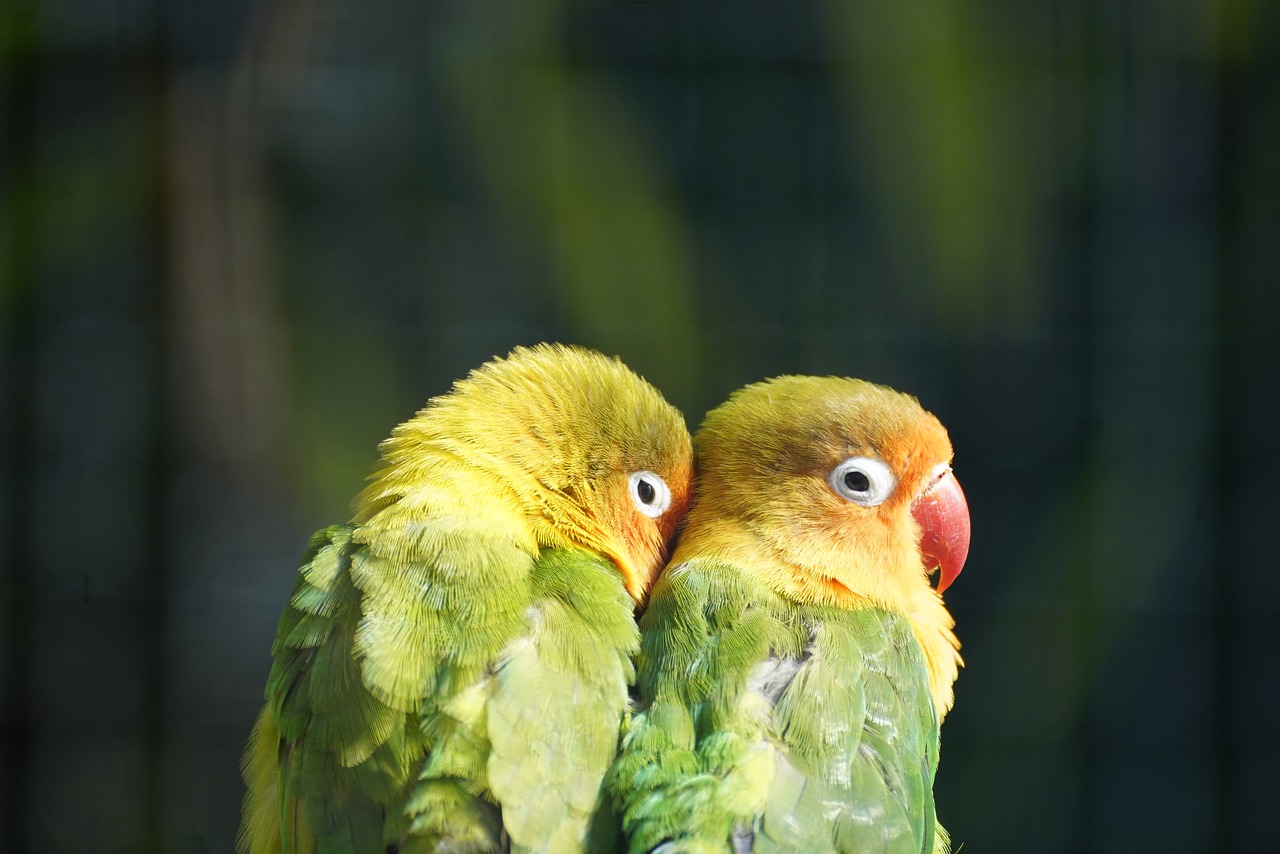 Aratinga – rasa papug charakteryzująca się pięknymi kolorami i żywym temperamentem