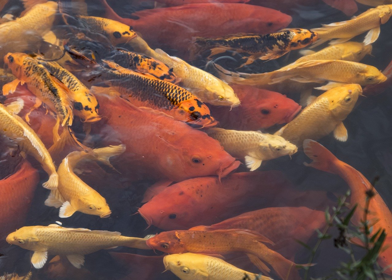 Kardynałek – piękna rasa rybek akwariowych pochodząca z Ameryki Południowej