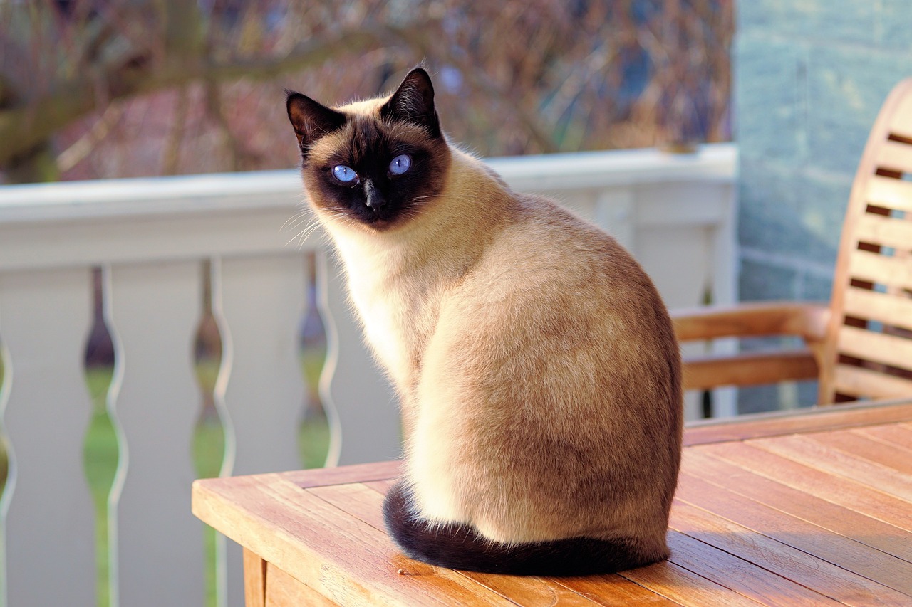 Kot syjamski – piękno i inteligencja w jednym