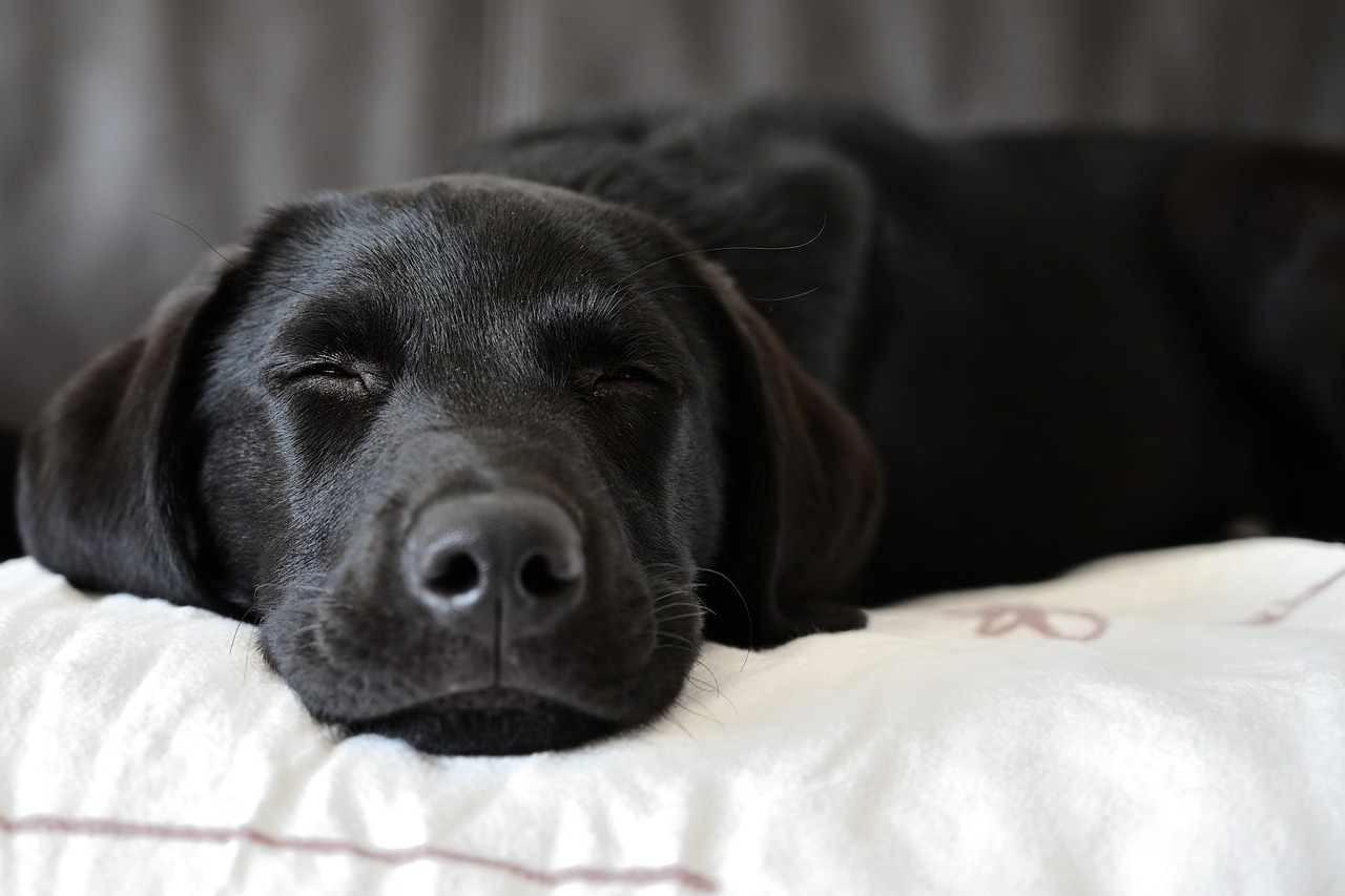 Labrador Retriever – dlaczego to jeden z najpopularniejszych psów na świecie