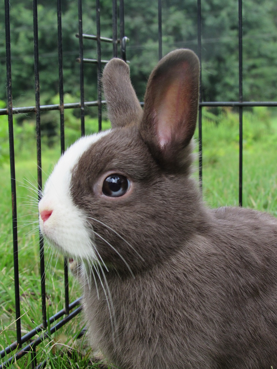 Królik rasy Netherland Dwarf – uroczy, mały królik idealny do domu