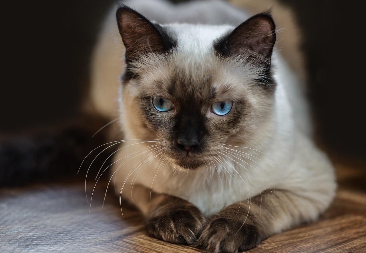 Ragdoll – uroczy kot o miękkiej, puszystej sierści