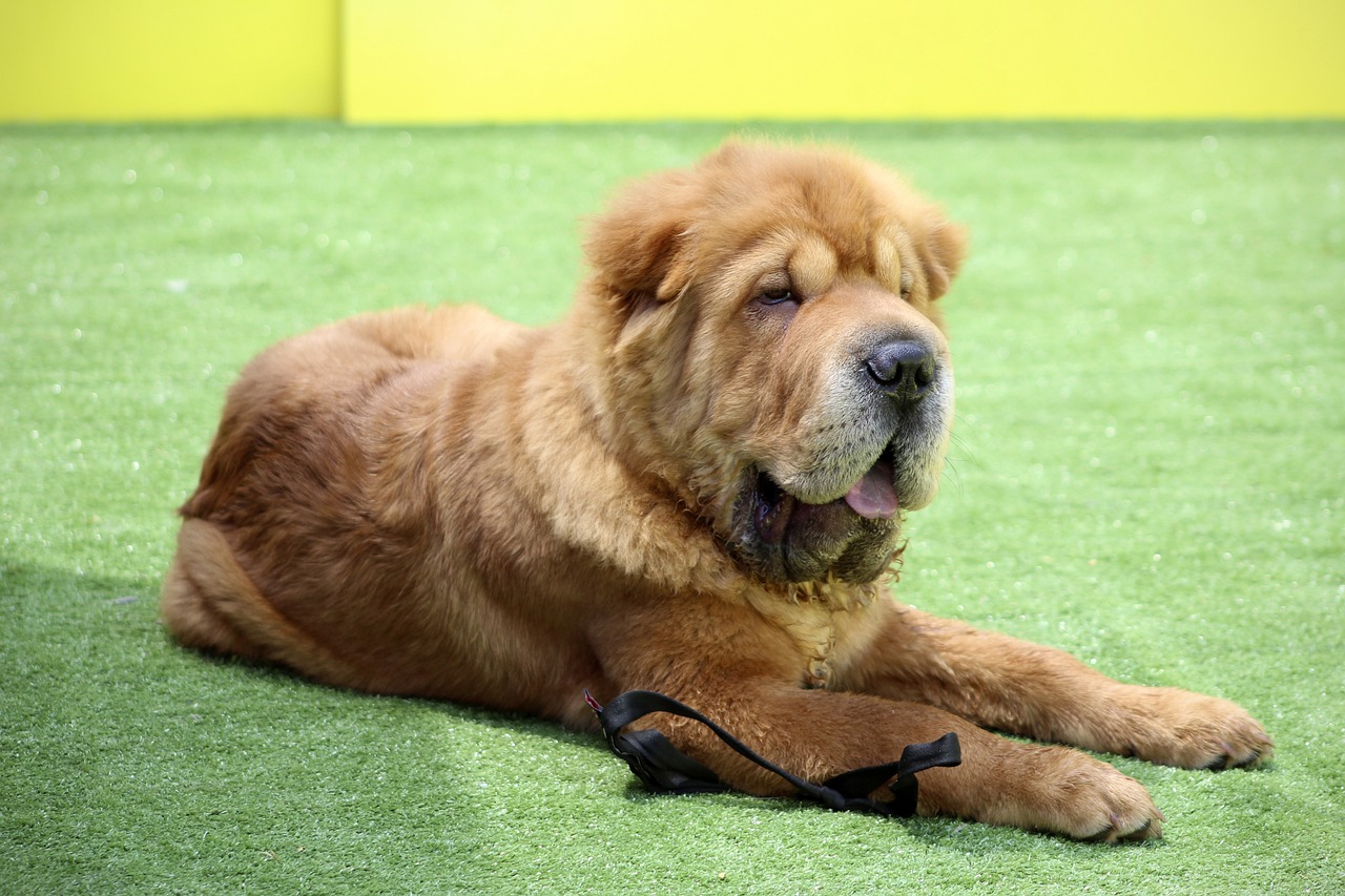 Pies rasy Bull Terrier: Silny, pewny siebie pies o jedwabistej sierści
