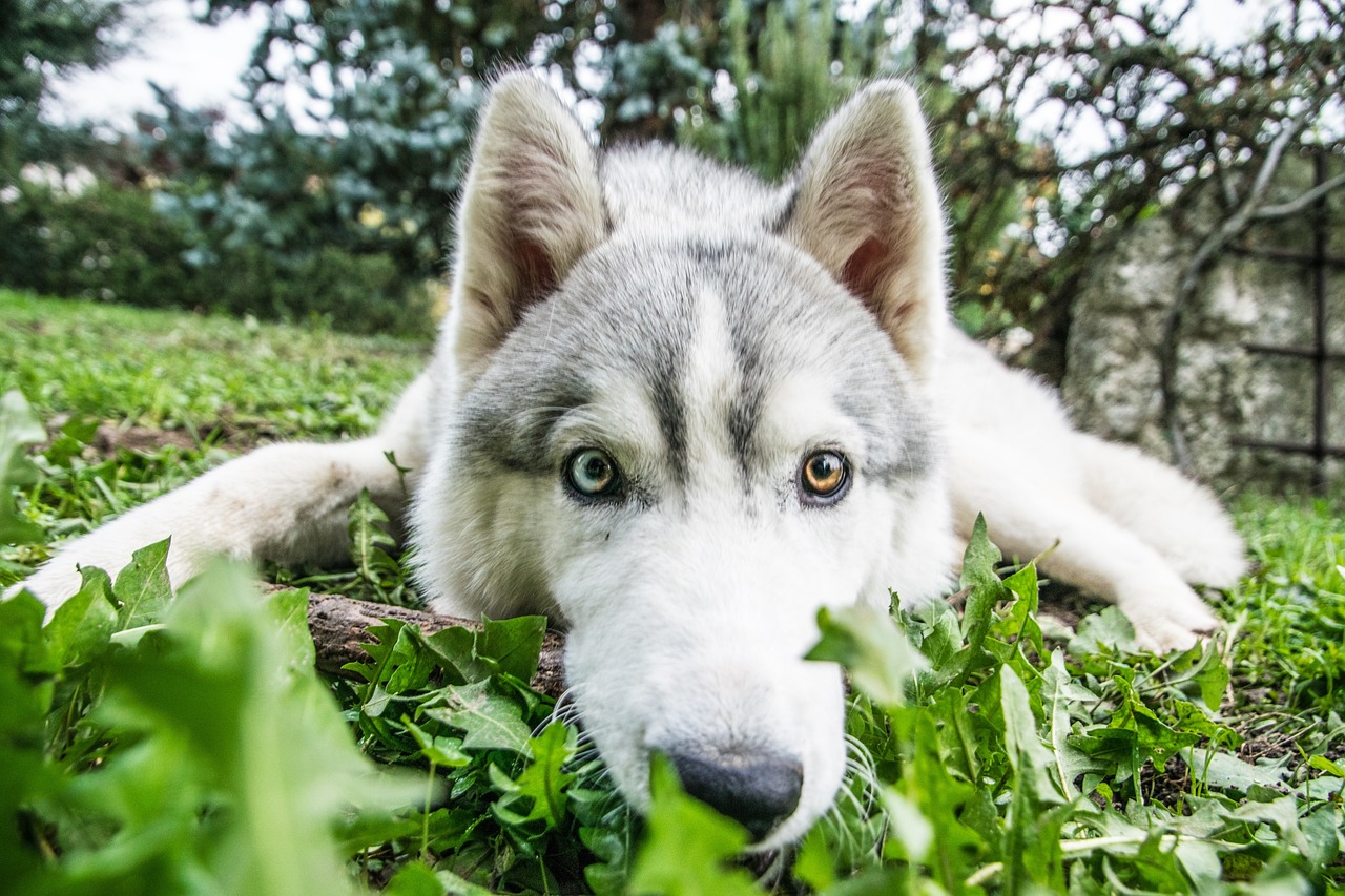 Pies na wiosnę: Jak dbać o zdrowie i kondycję naszego czworonoga?