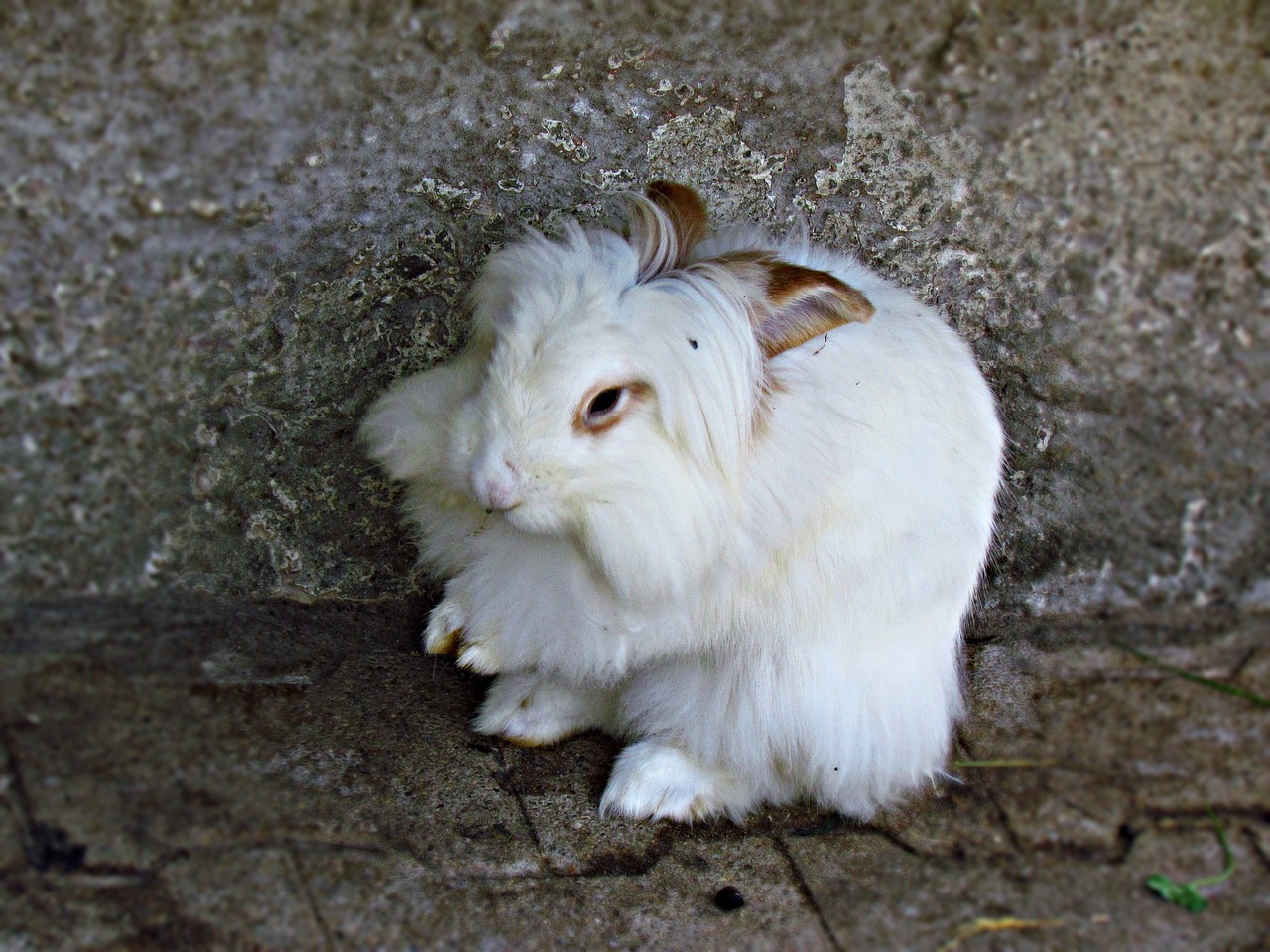 Królik rasy Angora – piękna rasa królików o długiej, jedwabistej sierści