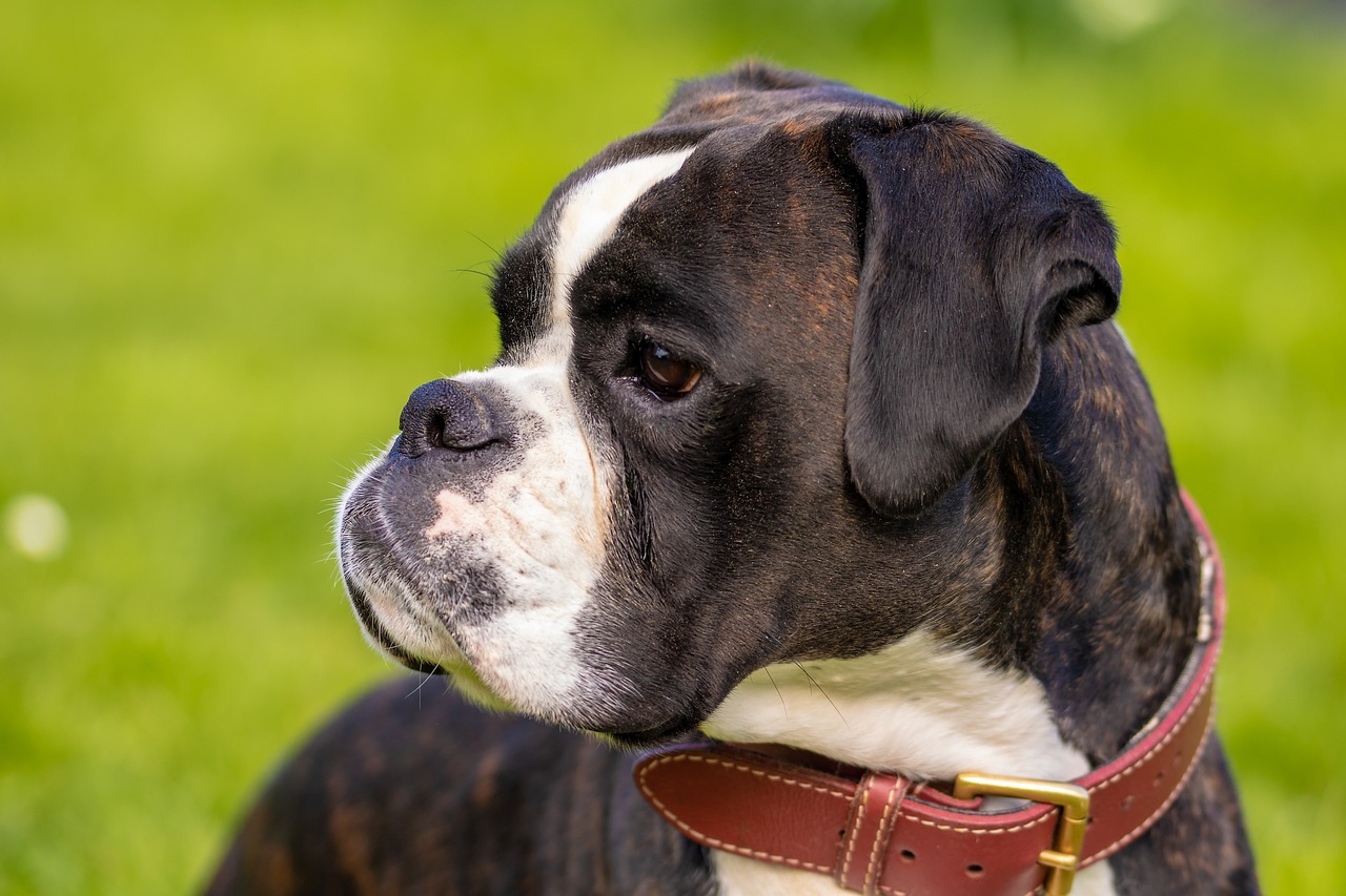 Boxer – charakterystyczna rasa psa, idealna dla rodzin z dziećmi
