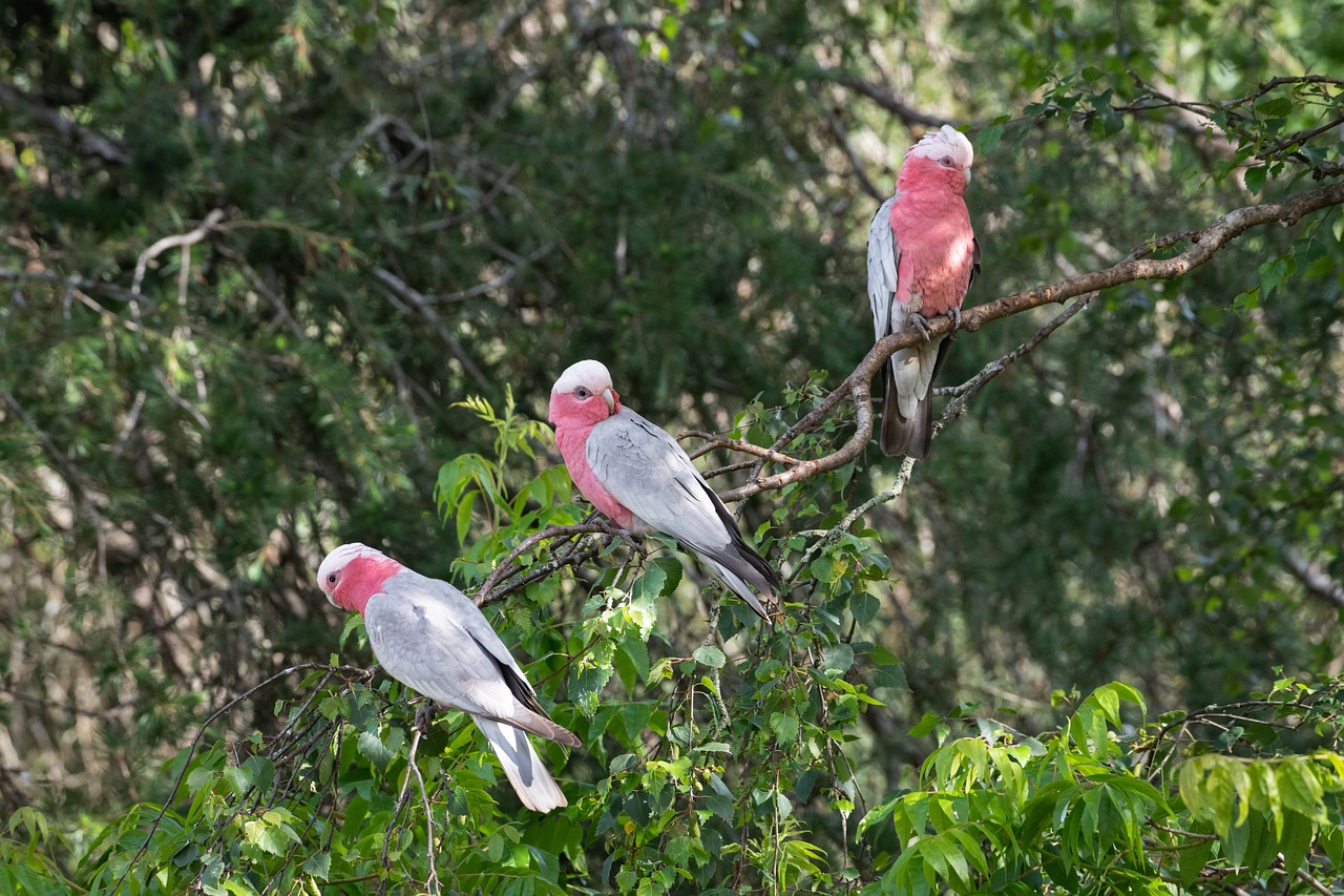 Kakadu różowy – popularna rasa papug pochodząca z Australii, charakteryzująca się jasnoróżowymi piórami i wspaniałym usposobieniem