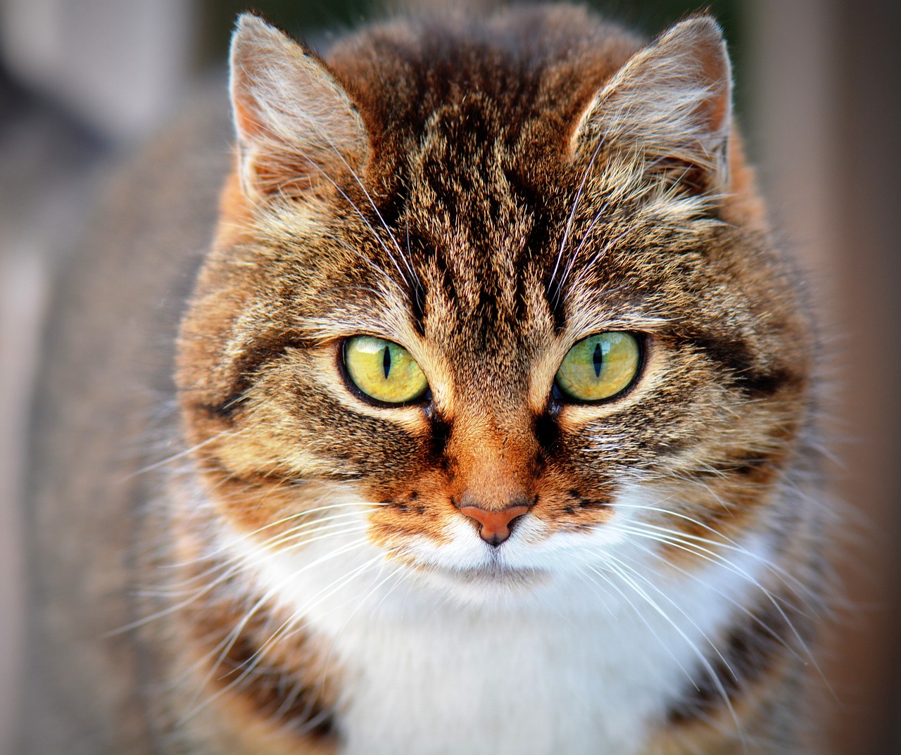 Granatapet karma dla kota – wartości odżywcze i opinie użytkowników