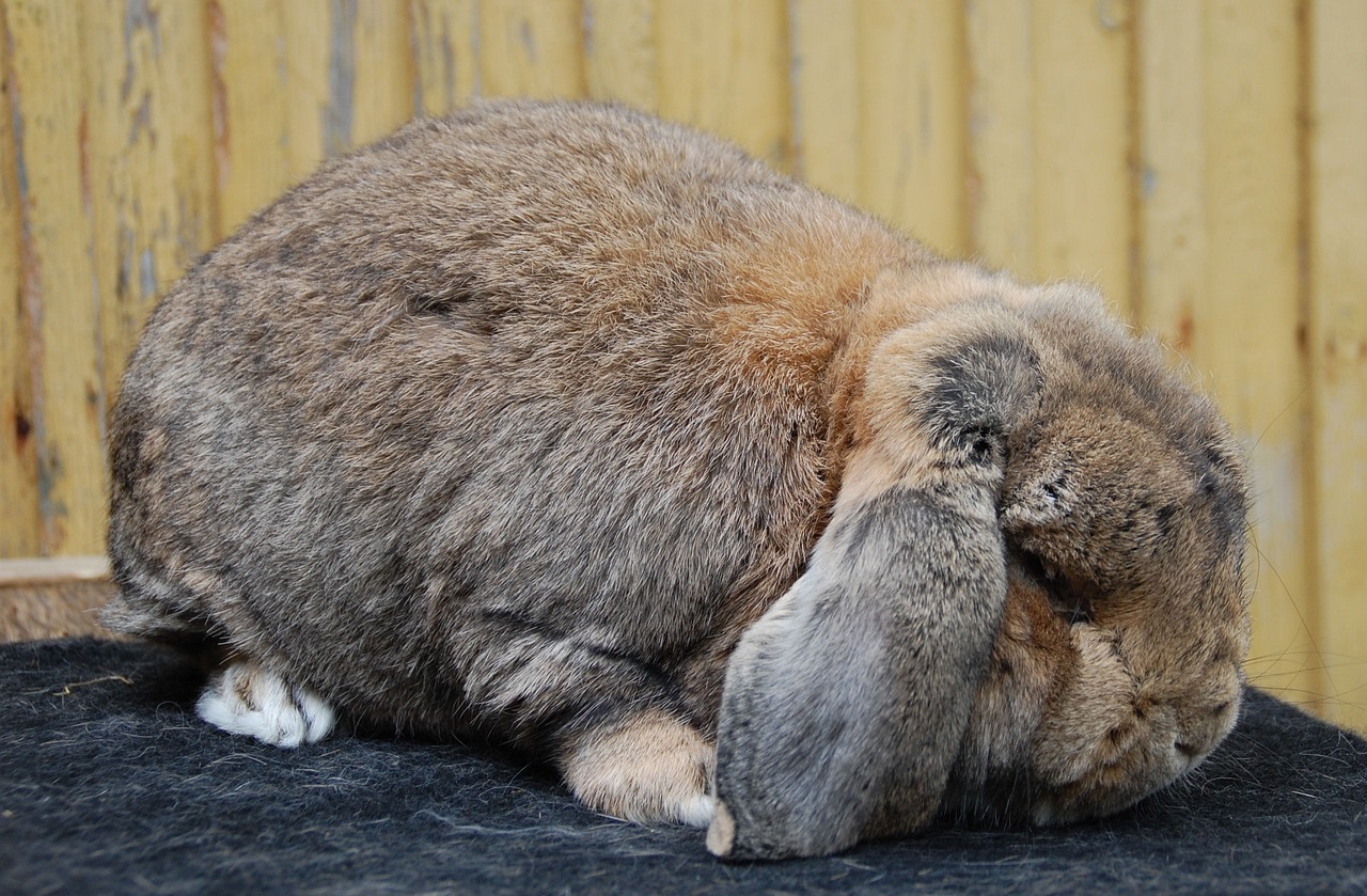 Królik rasy Flemish Giant – największa rasa królików na świecie