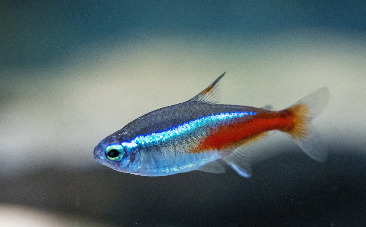 Neonka – jedna z najpopularniejszych ras rybek akwariowych, charakteryzująca się jaskrawymi kolorami
