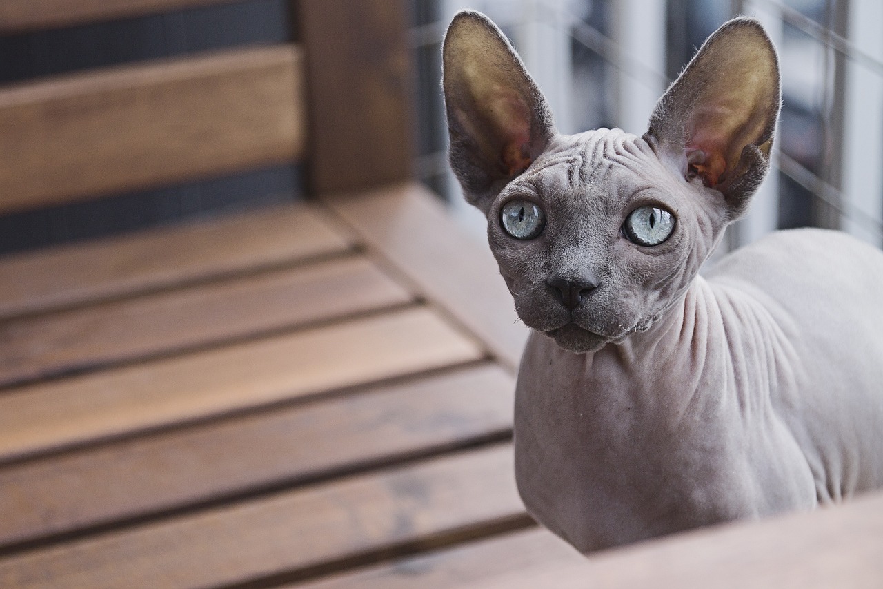 Sfinks – rasa kotów bez sierści, wymagająca szczególnej pielęgnacji