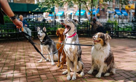 Pies rasy Berner Sennenhund: Przewodnik dla miłośników tej pięknej rasy