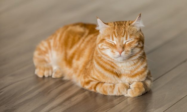 Koty a adaptacja: jak pomóc kociakowi przyzwyczaić się do nowego domu