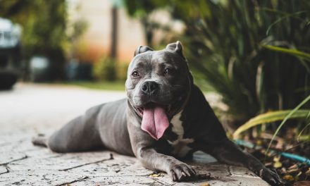 Zdrowe przysmaki dla psa: Domowe przepisy na pyszne i zdrowe smakołyki