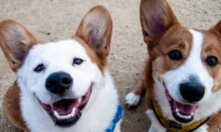 Pies rasy Chow Chow: Ognisty pies obronny o unikalnym wyglądzie