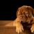 Pies rasy Pekinese: Mała, sympatyczna kula futra o wielkim charakterze