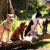 Pies rasy Shih Tzu: Uroczy, towarzyski pies o wielkim sercu