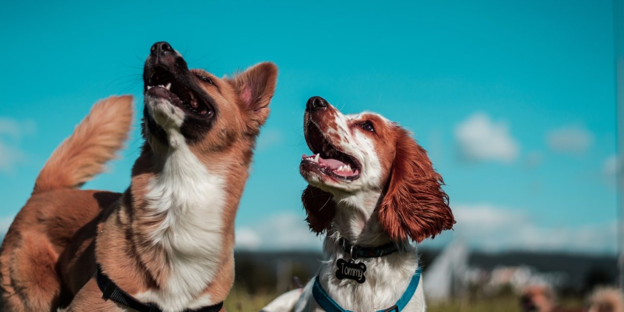 Pies rasy Belgian Malinois: Energiczny pies policyjny o oddanym sercu